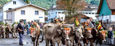 Alpabzug Alpine Cow Parade in Flims