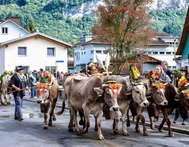 Alpabzug Alpine Cow Parade in Flims