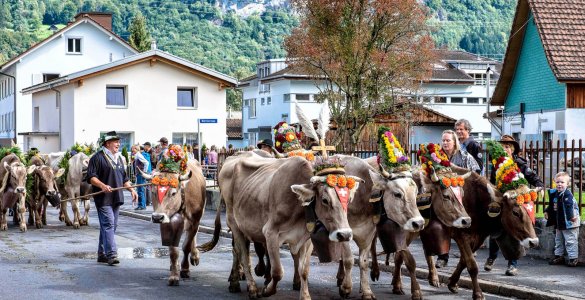 Alpabzug Alpine Cow Parade in Flims