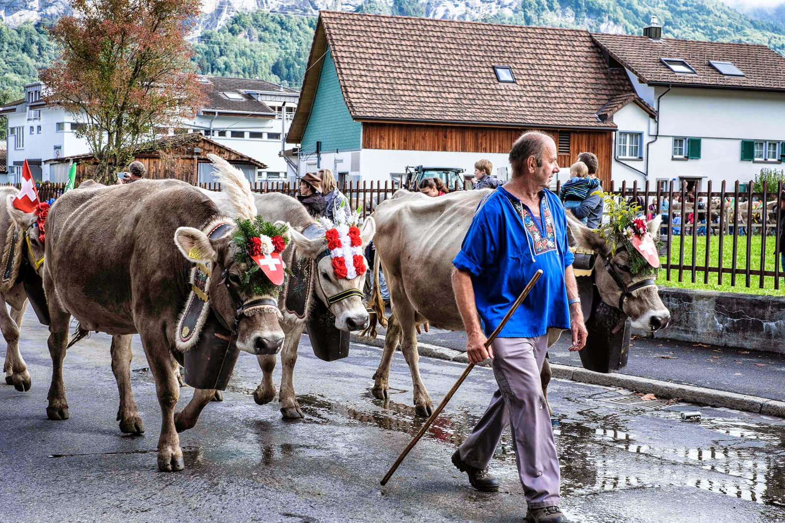 Alpabzug Alpine Cow Parade in Flims