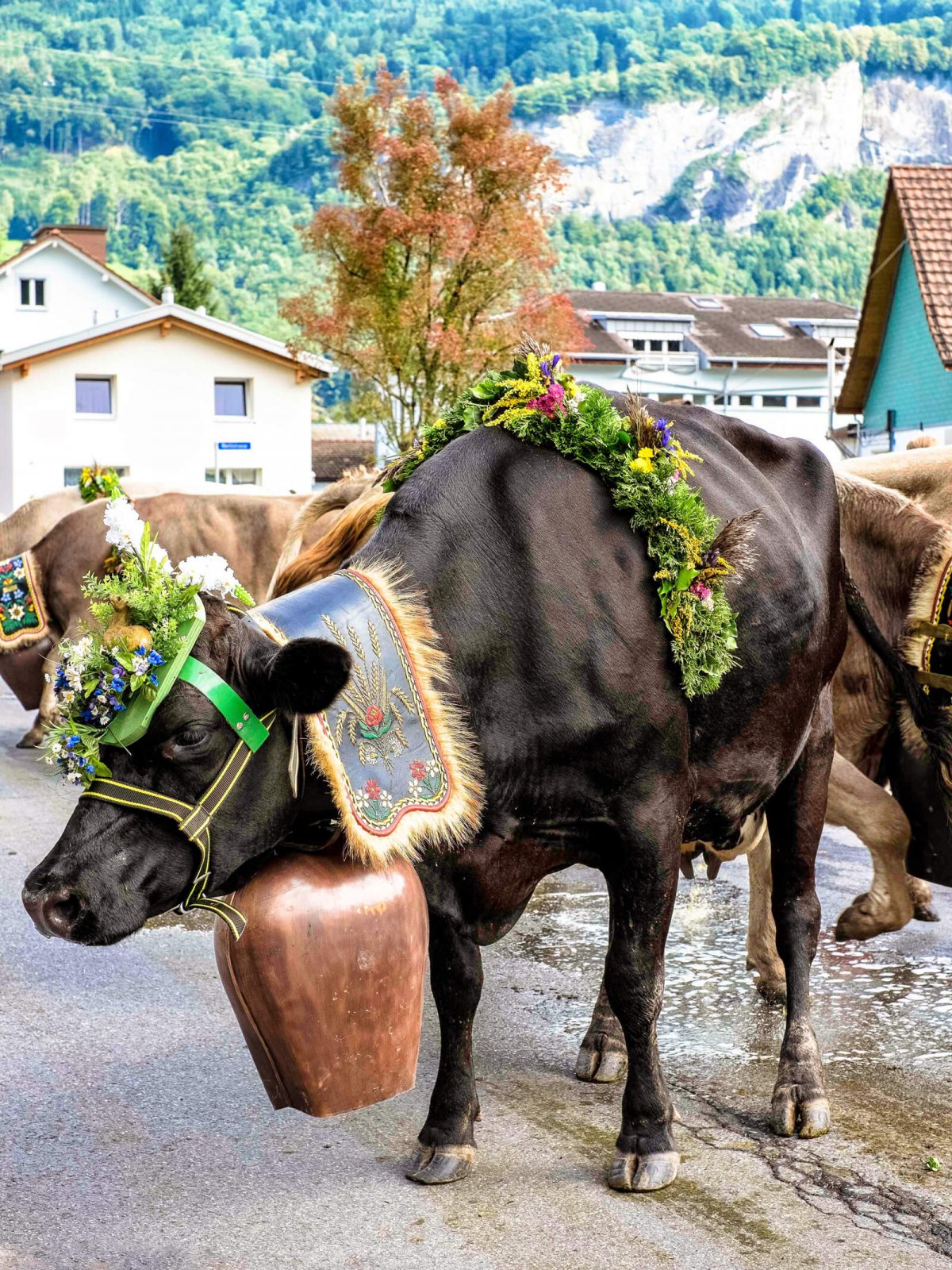 Alpabzug Alpine Cow Parade in Flims