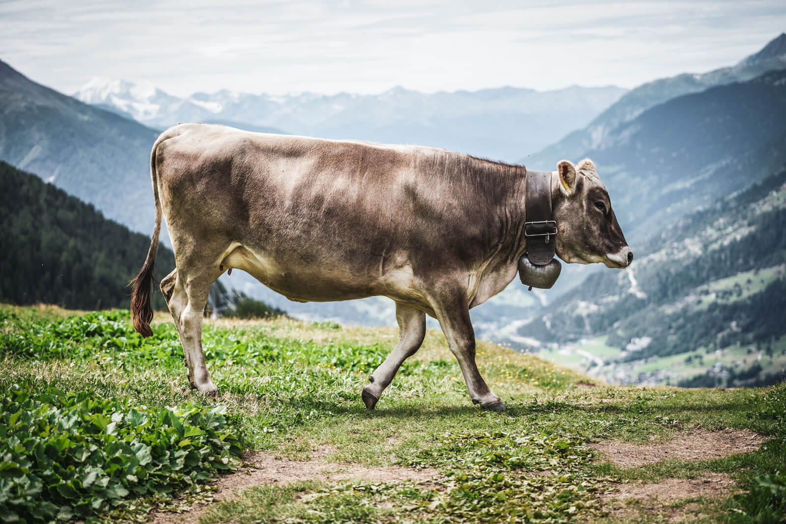 Swiss Alps 100 Endurance Race in Valais (2019)