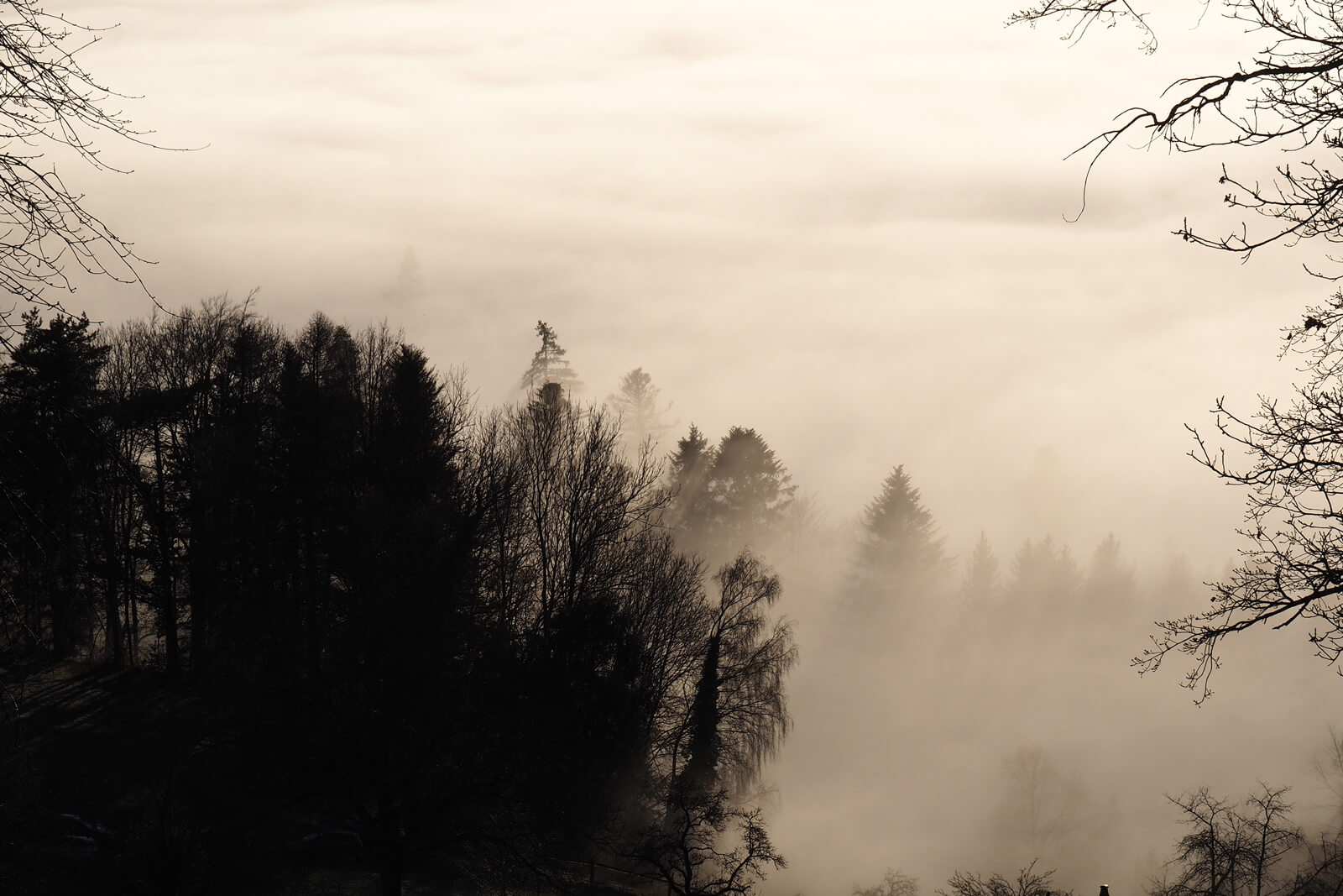 Nebelmeer at Bachtel - Sea of Fog aboove Switzerland