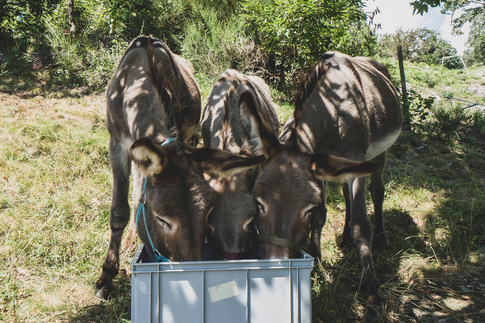 Campo Cortoi - Volunteering in Ticino, Switzerland