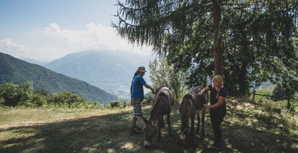 Campo Cortoi - Volunteering in Ticino, Switzerland