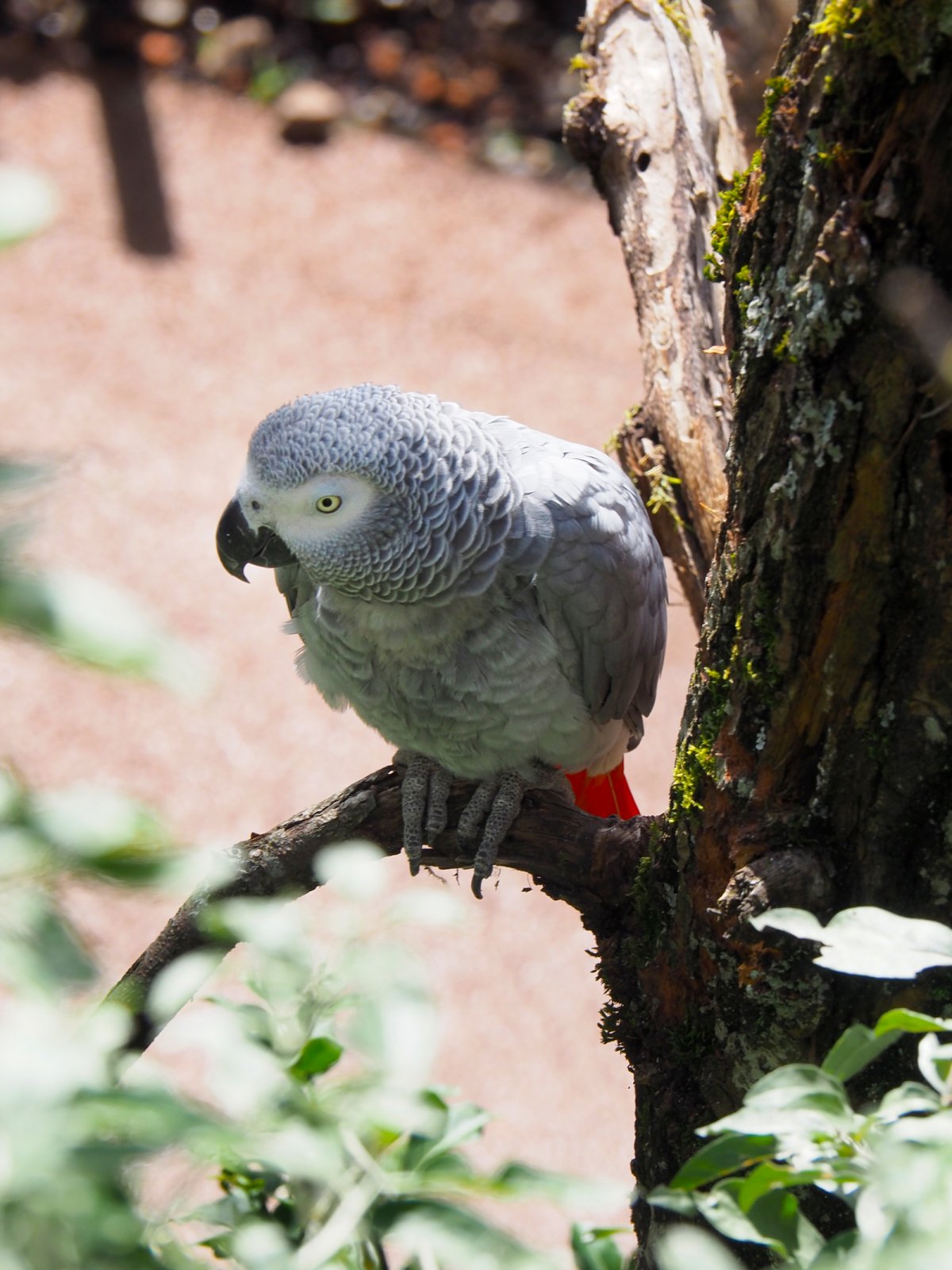 Lewa Savanne Zoo Zurich