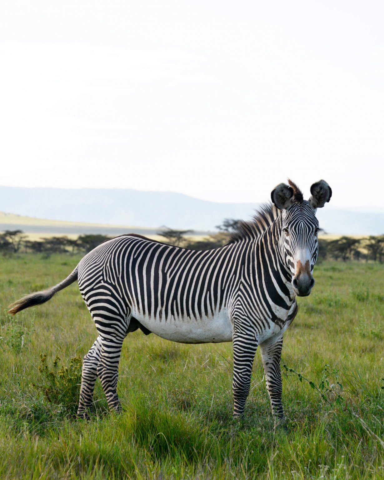 Lewa Rescued Animals Zoo Zürich’s Lewa Savanna: Experience Kenya in Switzerland - Newly ...
