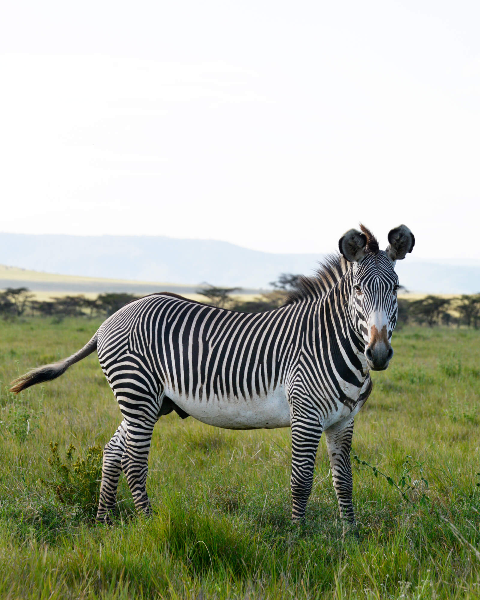 Lewa Wildlife Conservancy - Grevy Zebra