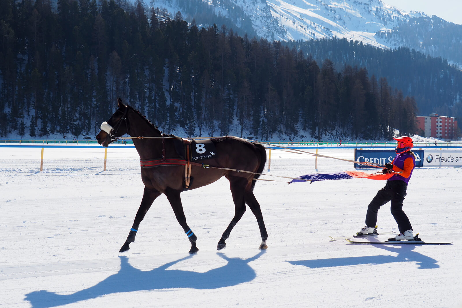 White Turf St. Moritz 2020 - Skijoring 9.2.20