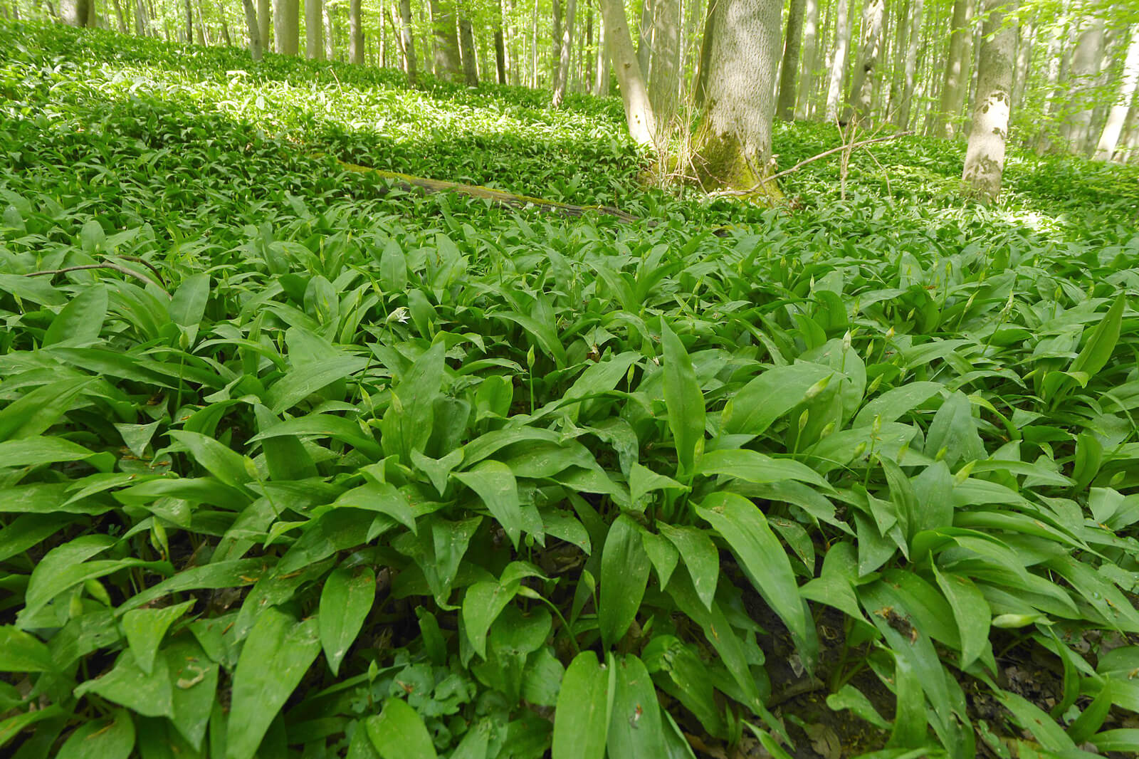 Bärlauch Wild Garlic