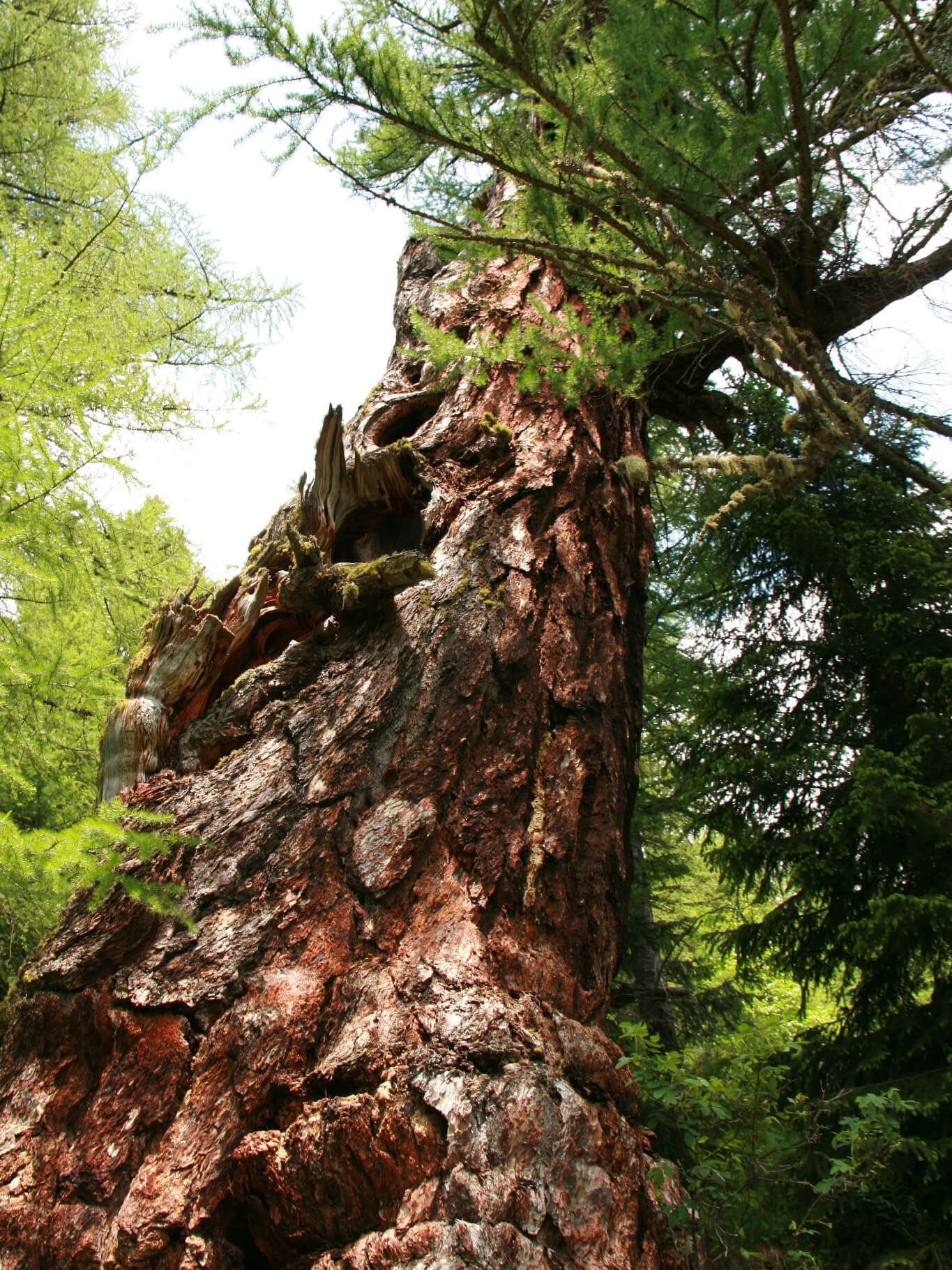 Ancient Larch Tree in Obergesteln, Valais