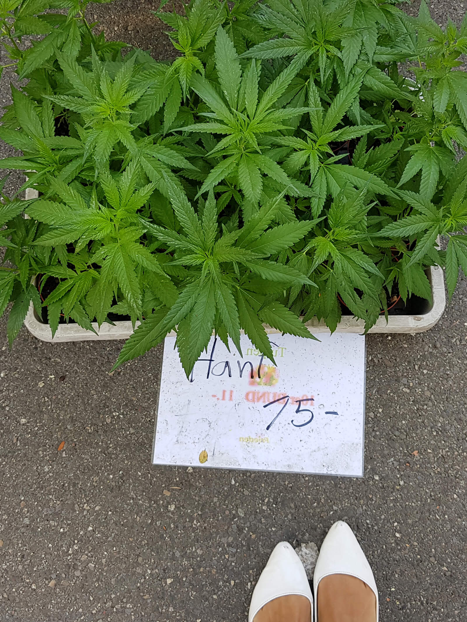 Hemp Plants for Sale at Bürkliplatz Farmer's Market in Zürich