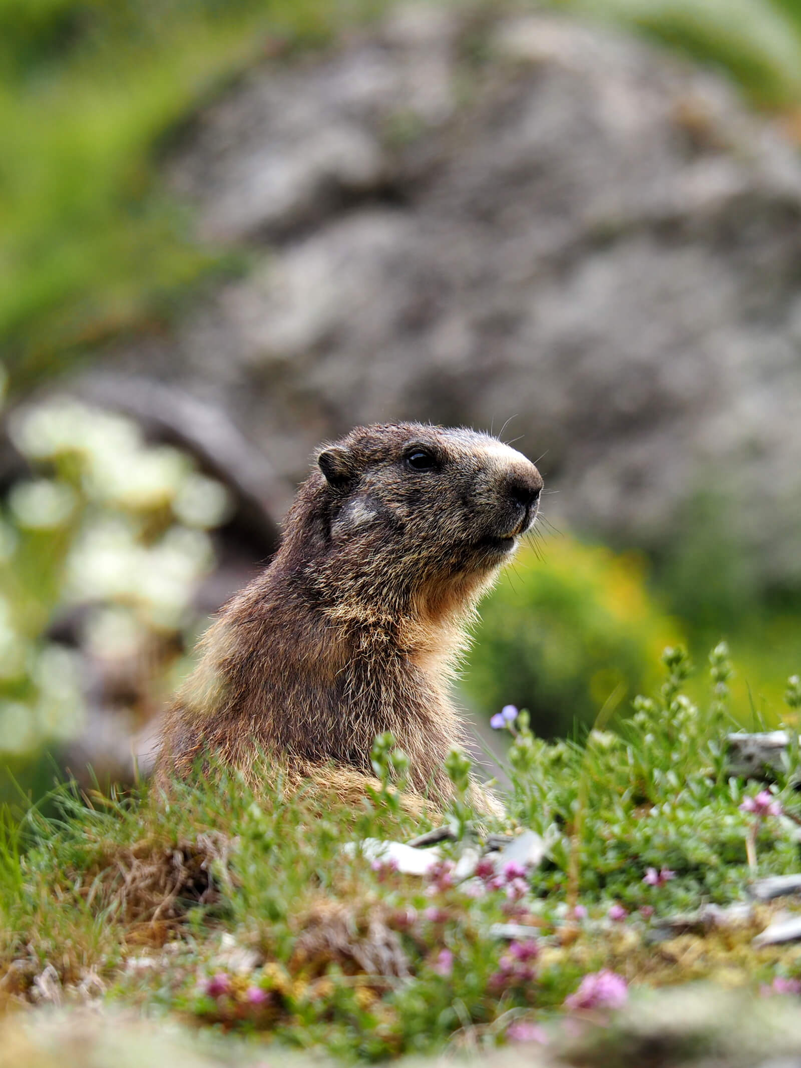 A marmot sighting while Hiking from Brigels to Val Frisal