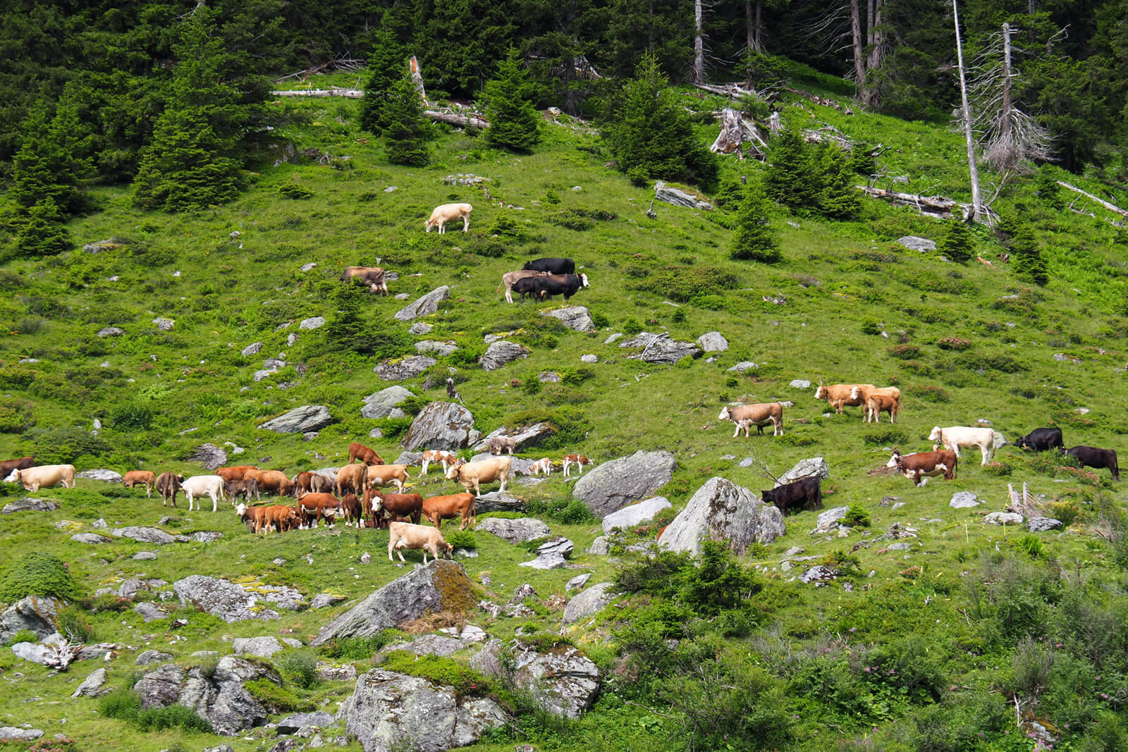 Hiking from Brigels to Val Frisal