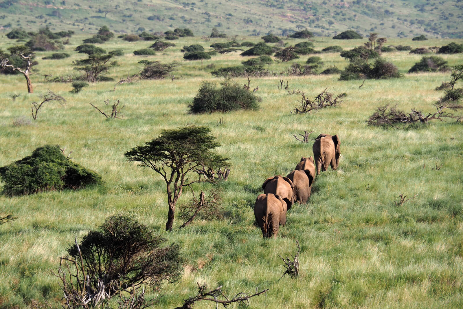 Lewa Wildlife Conservancy - Elephants