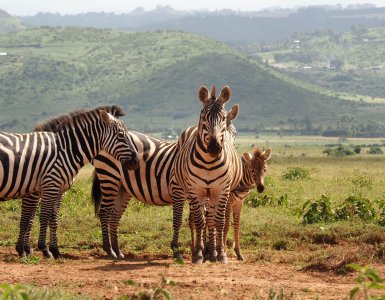 Lewa Wildlife Conservancy - Zebras