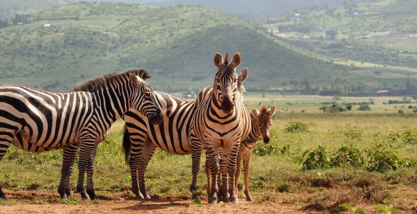 Lewa Wildlife Conservancy - Zebras