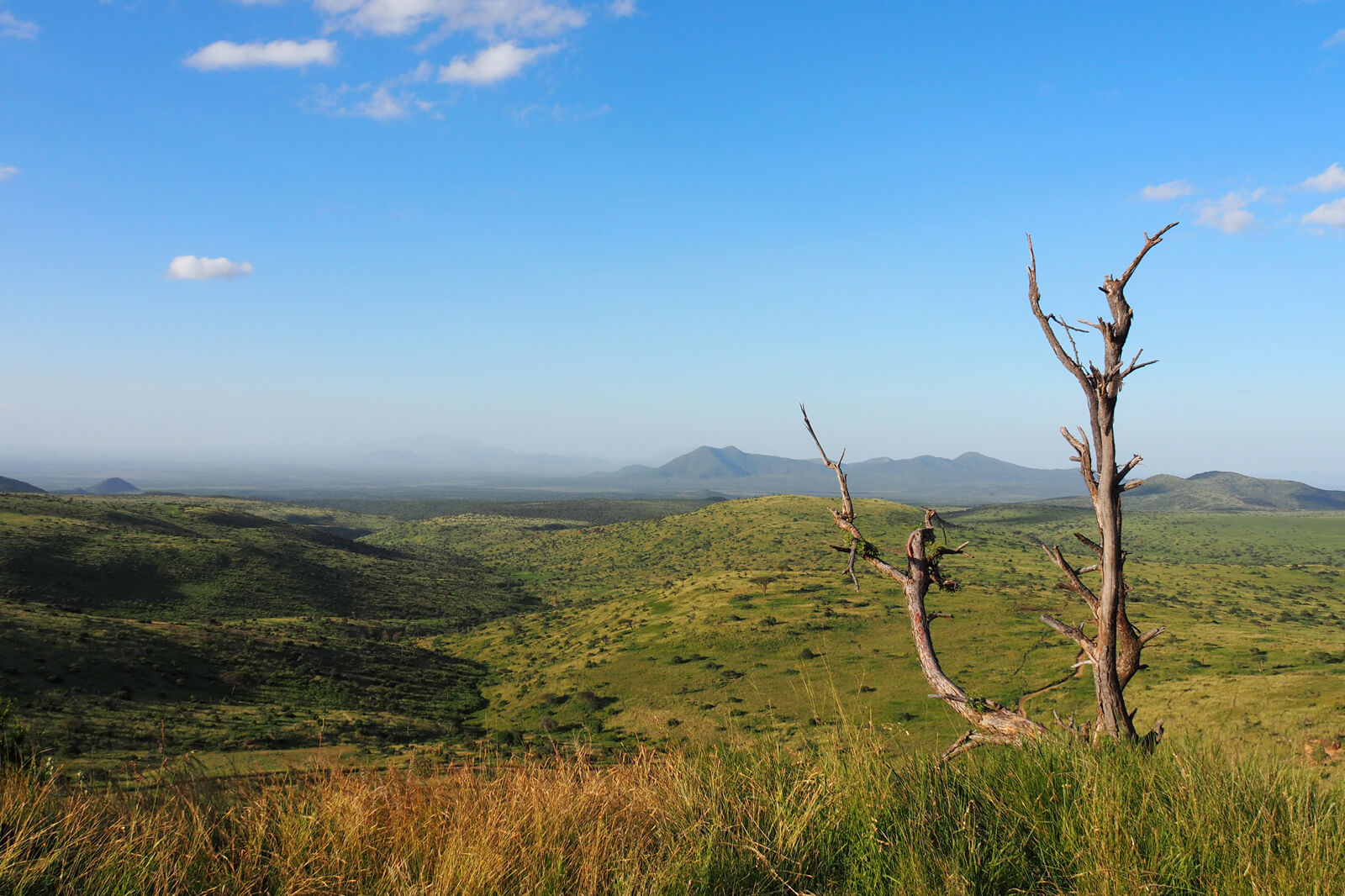 Lewa Wildlife Conservancy Overview