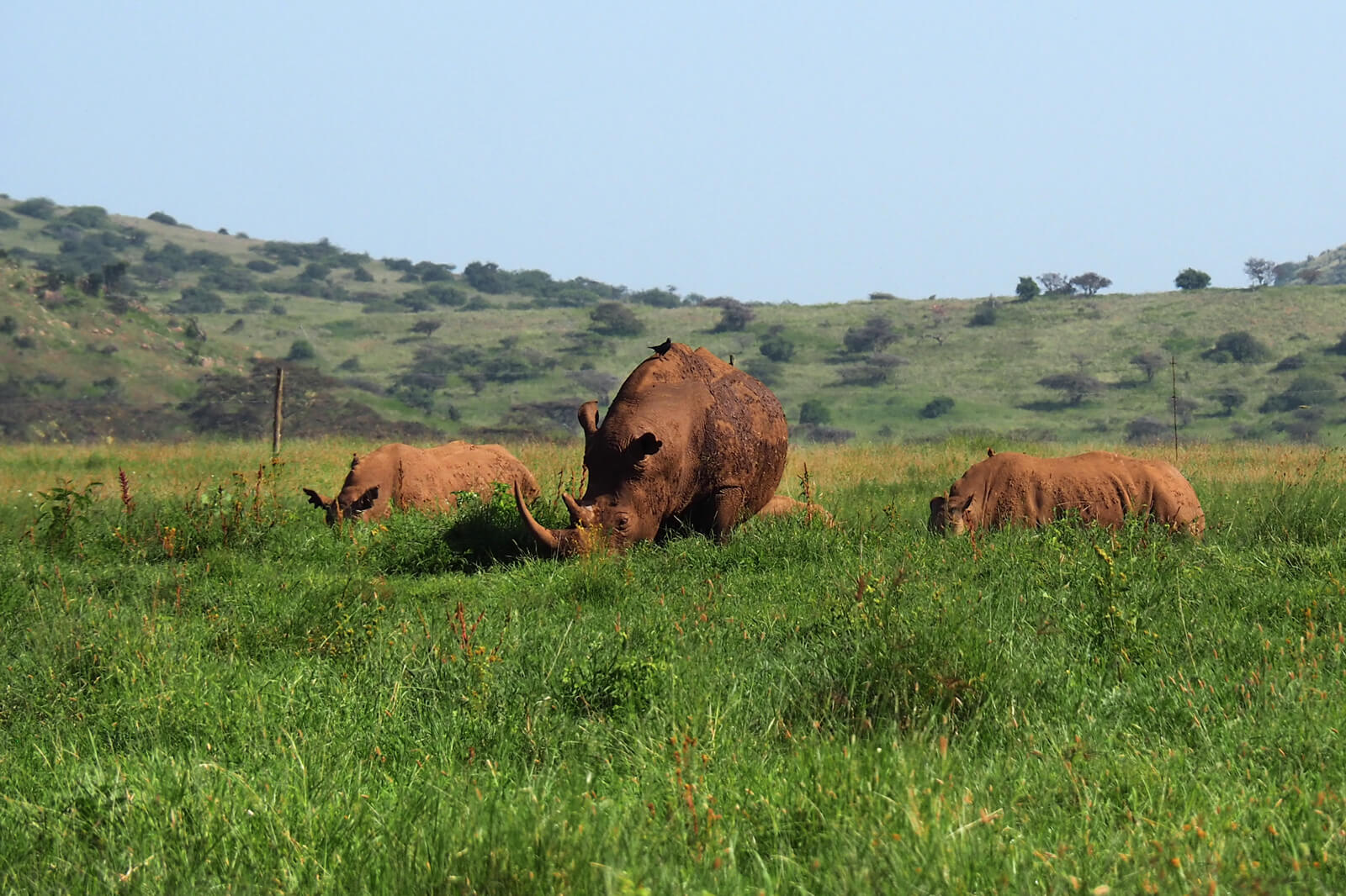 Lewa Wildlife Conservancy - Rhinos