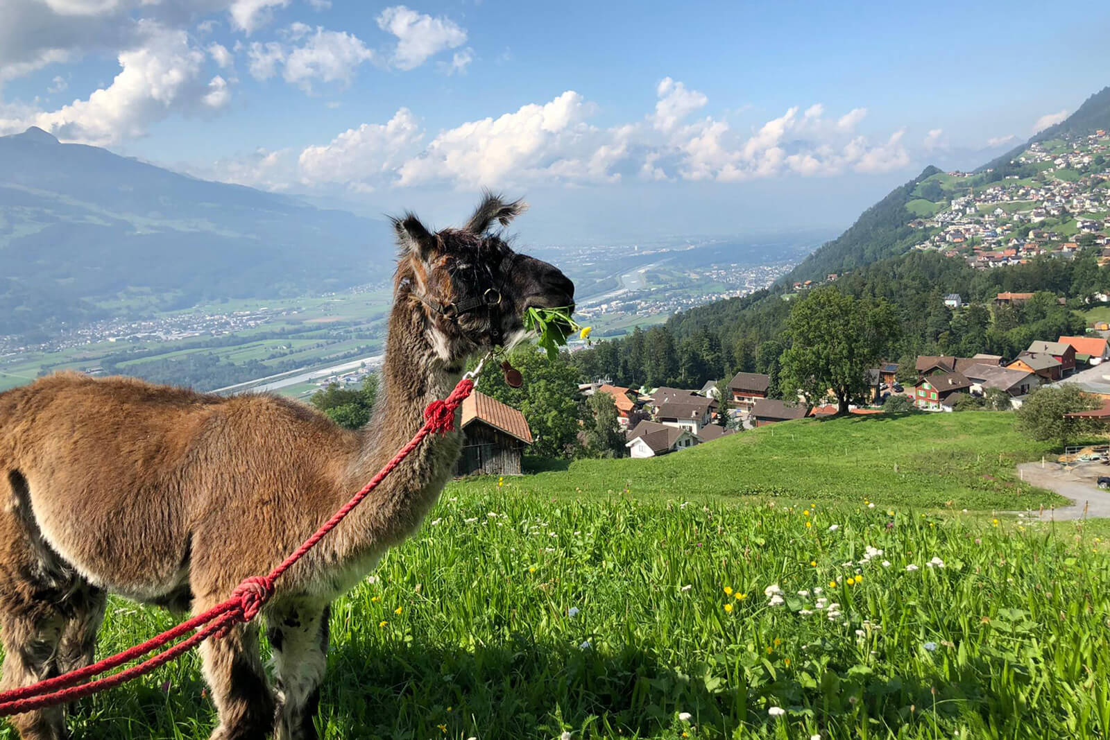 Llama Alpaca Trekking - Liechtenstein