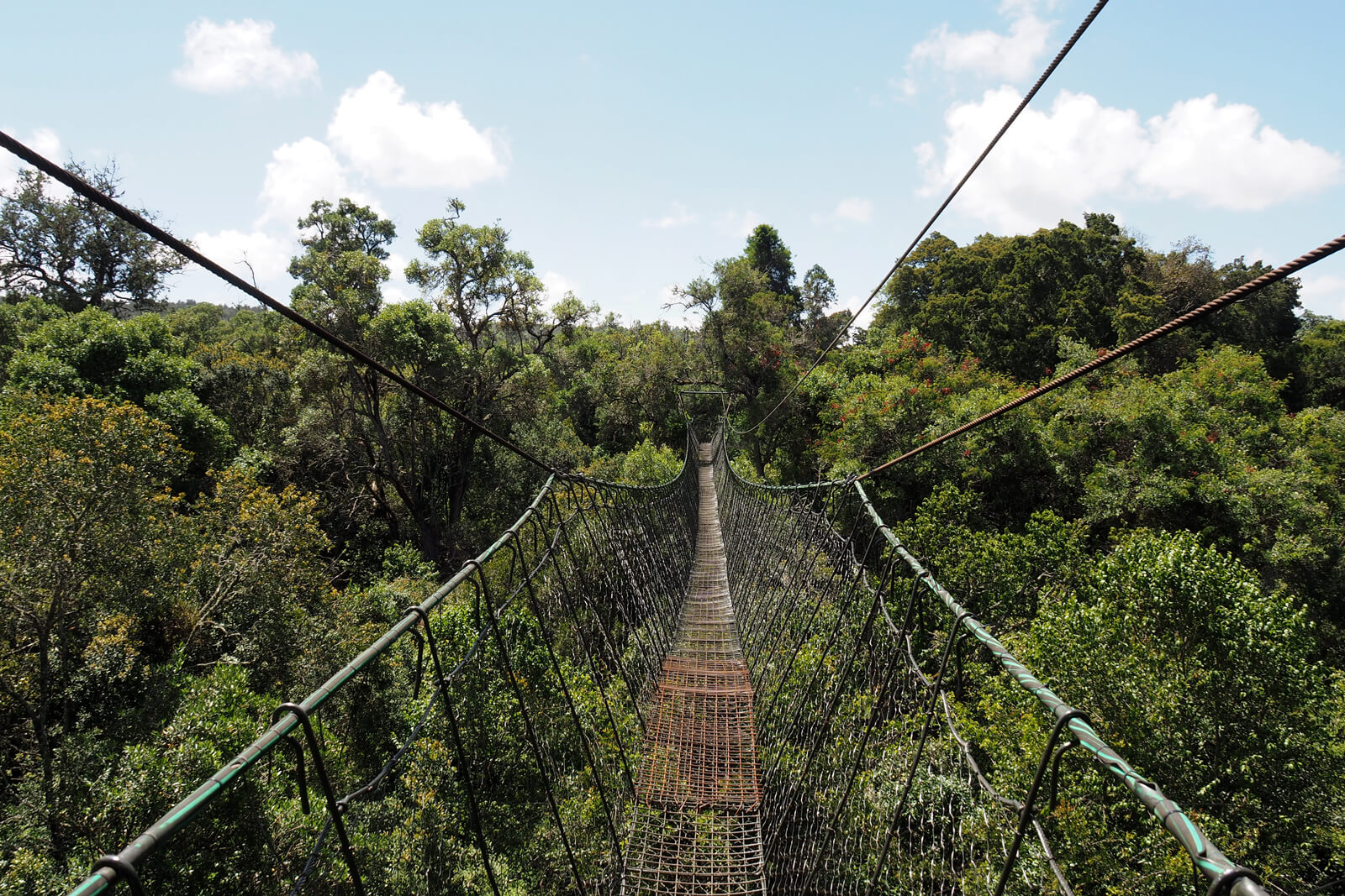 Ngare Ndare Forest Trust Canopy Walk