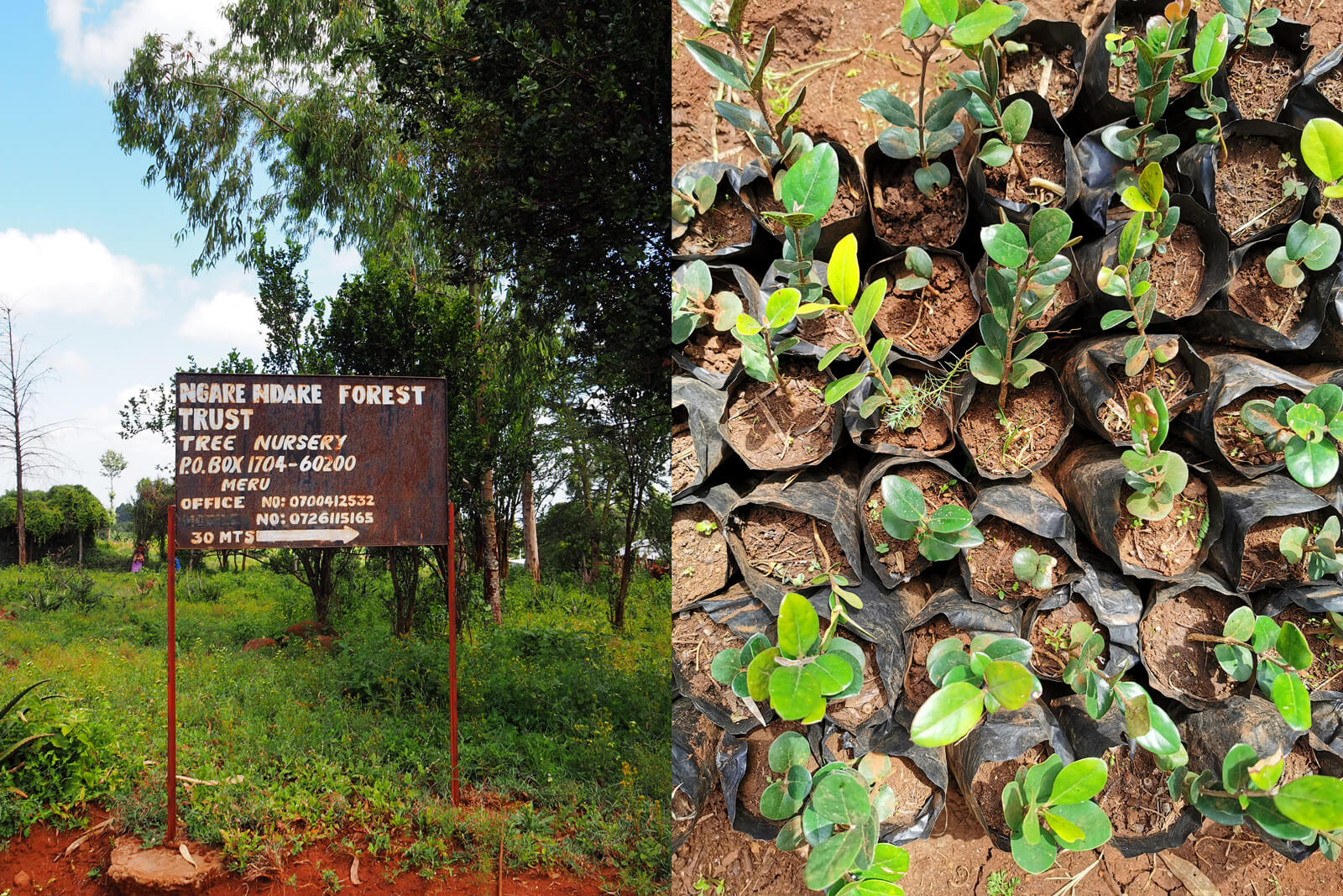 Ngare Ndare Forest Trust Nursery