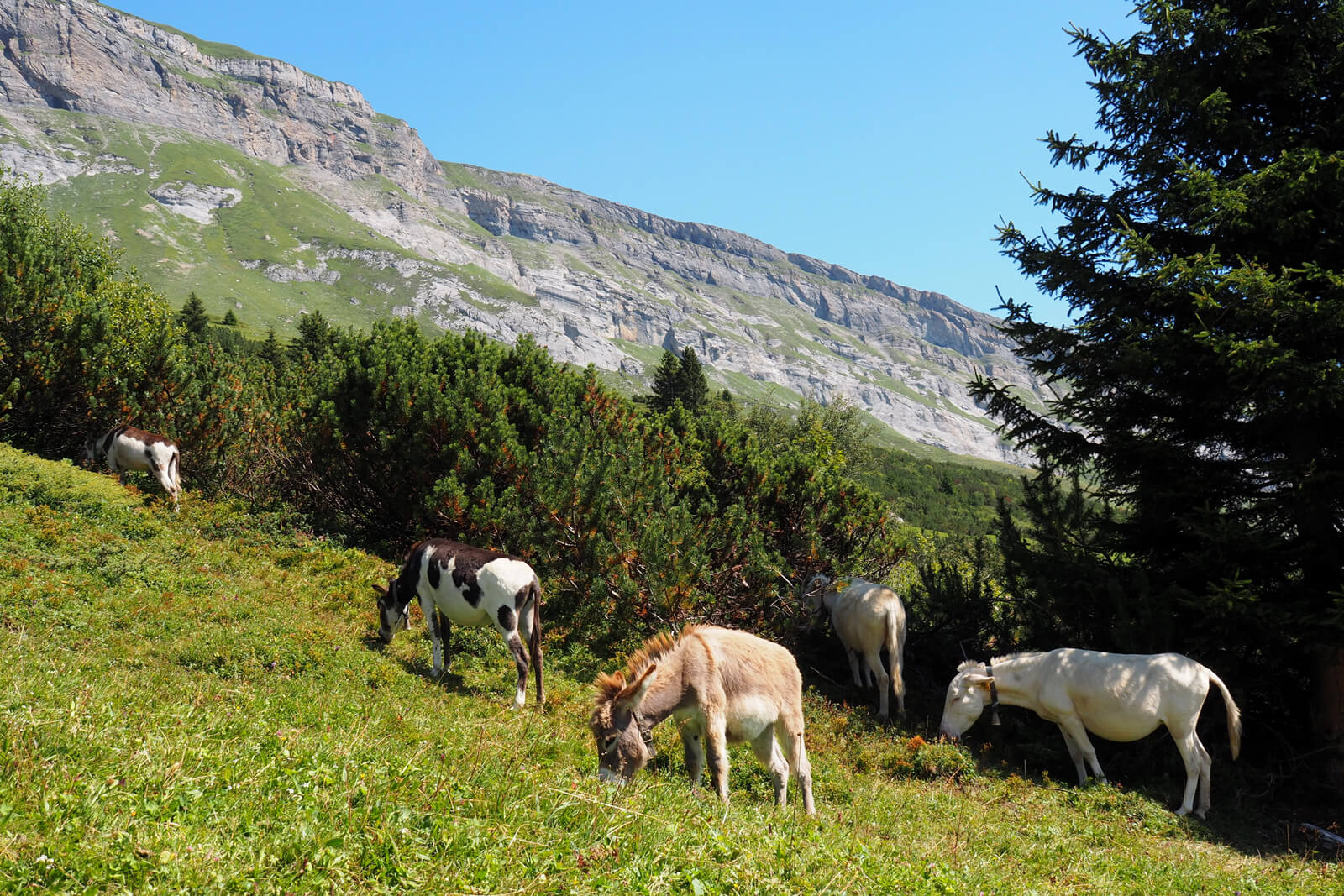 Flims Water Trail Hike