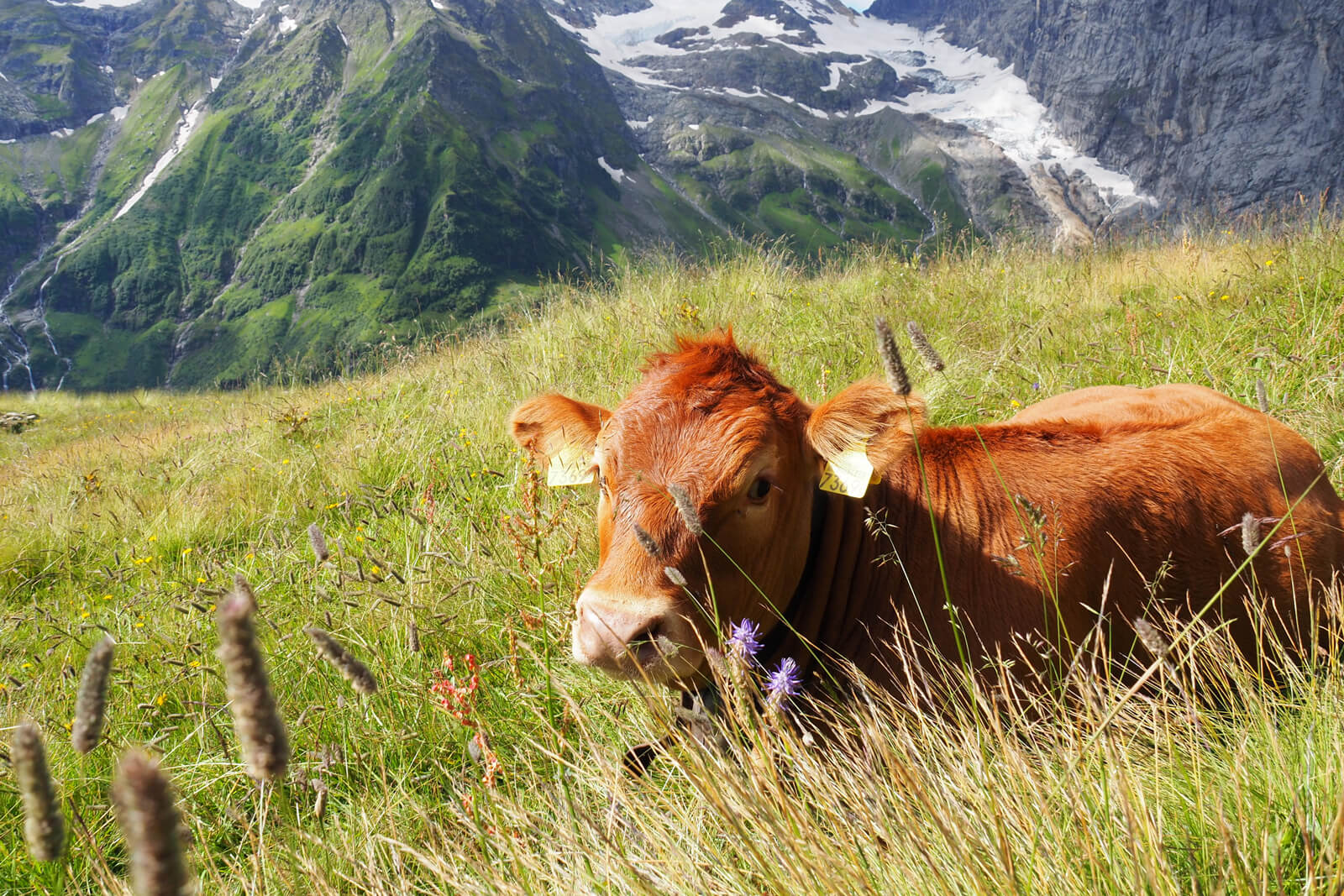 Alpine Cheese Trail in Engelberg