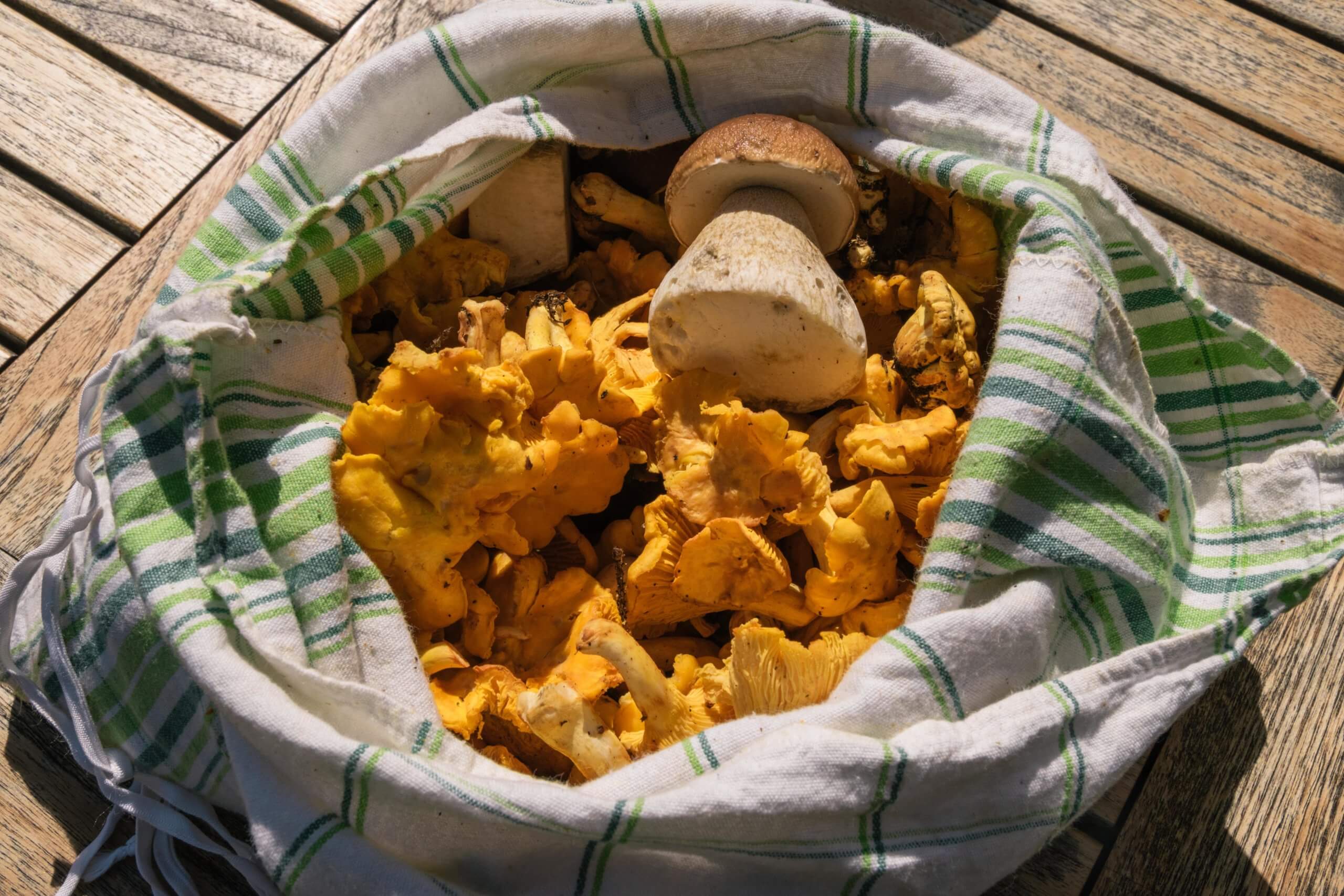 Mushroom Picking at Lake Lauenen in the Bernese Alps (Lauenensee)