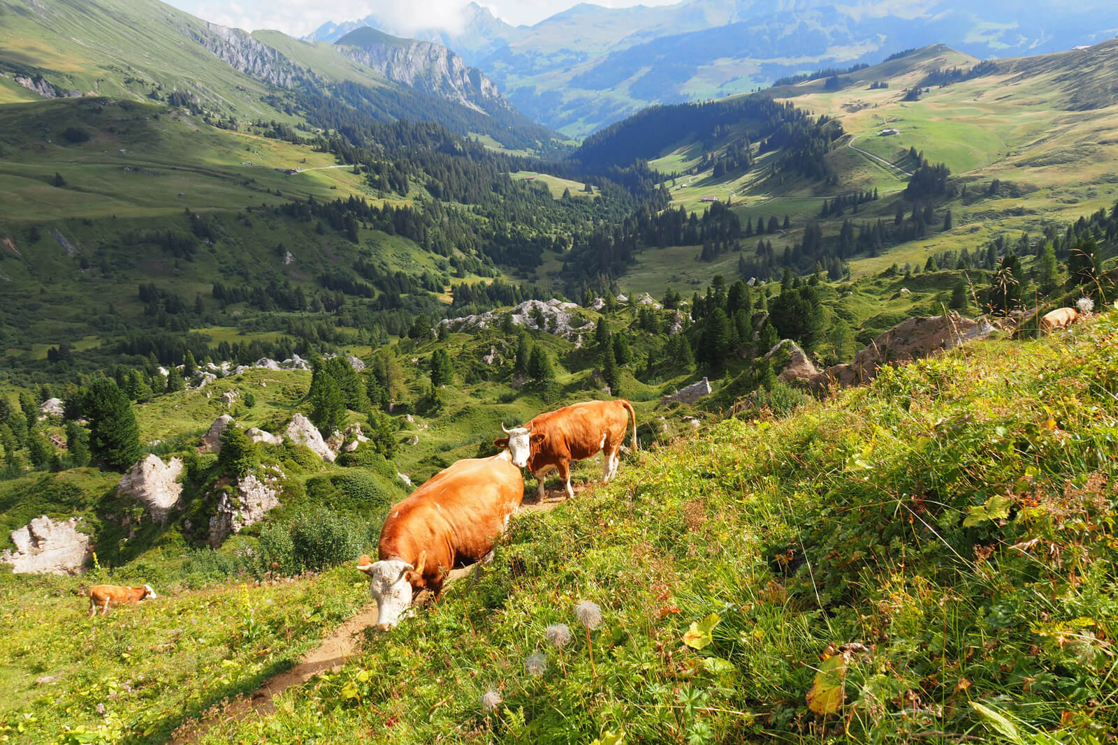 Cows along the Panoramic Hike to Iffigenalp in Lenk-Simmental