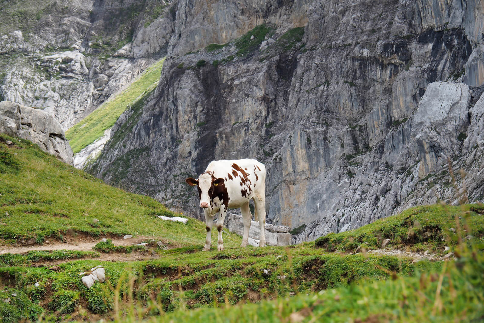 A Cow along the Panoramic Hike to Iffigenalp in Lenk-Simmental