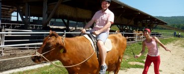 Cow Trekking at Bolderhof in Switzerland