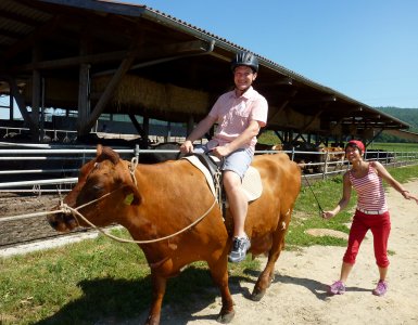 Cow Trekking at Bolderhof in Switzerland