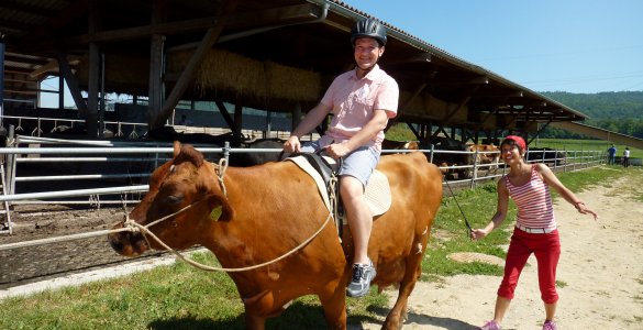 Cow Trekking at Bolderhof in Switzerland