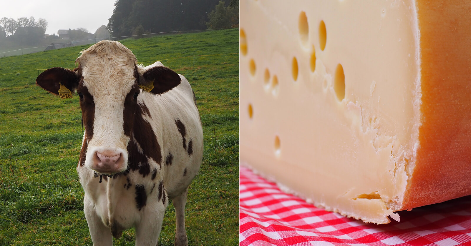 Why a of Emmentaler AOP cheese is a of raw nature