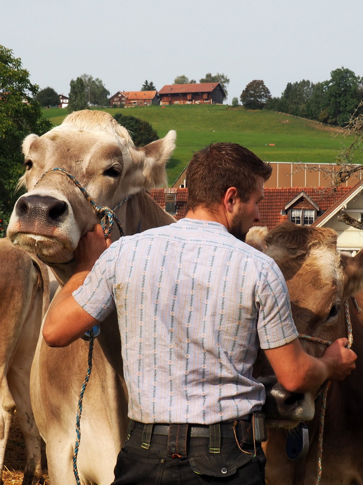 Swiss Farmer with Brown Swiss Cows