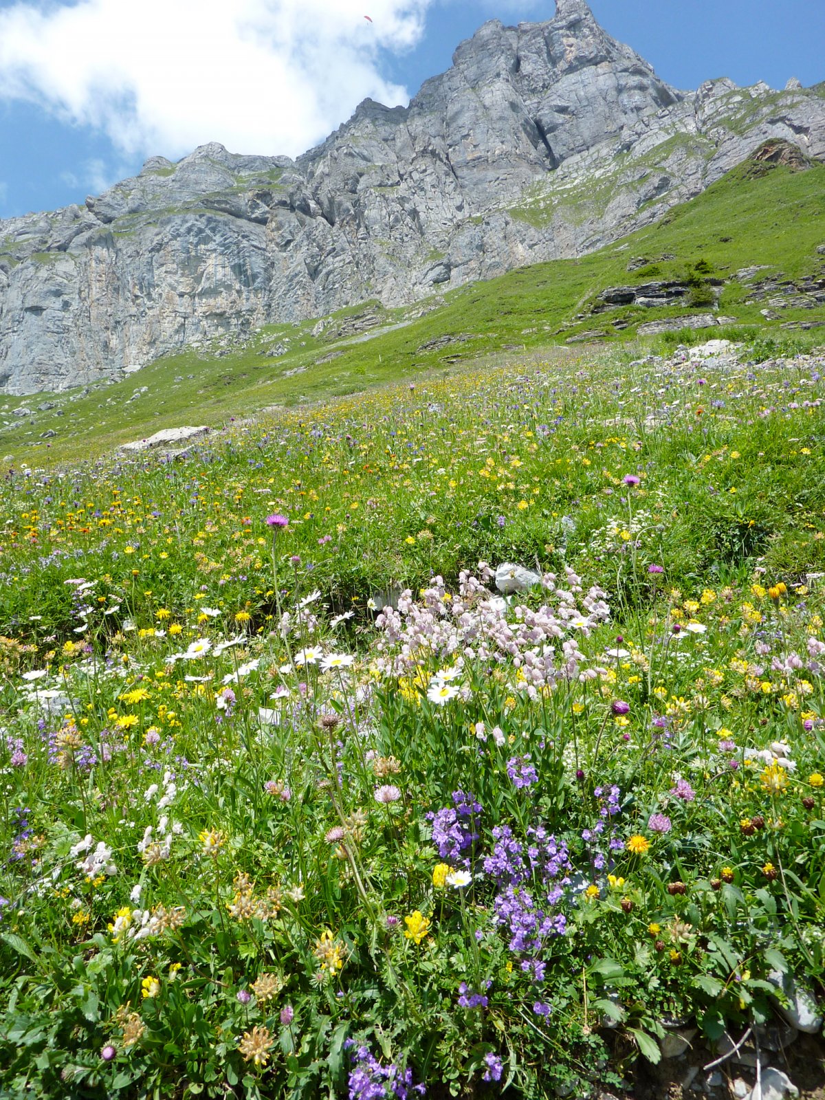 Hiking in Braunwald during Summer