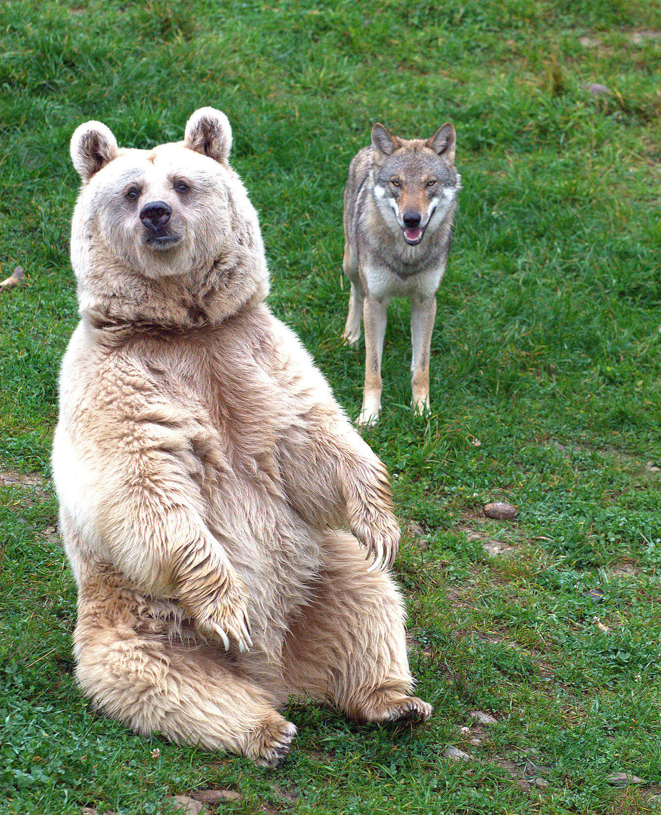 Tierpark Goldau - Bear and Wolf