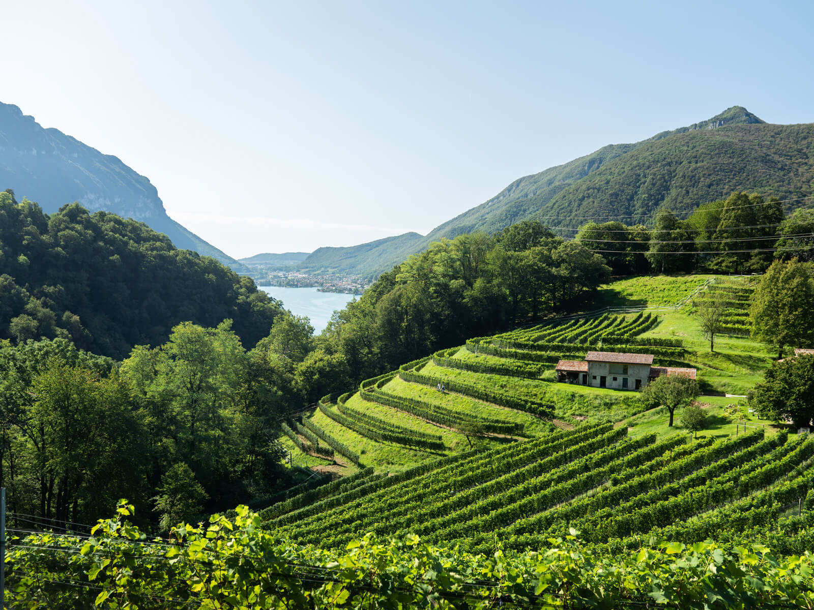 Vigneti Val Mara Vineyards (Copyright Milo Zanecchia/Ticino Turismo)