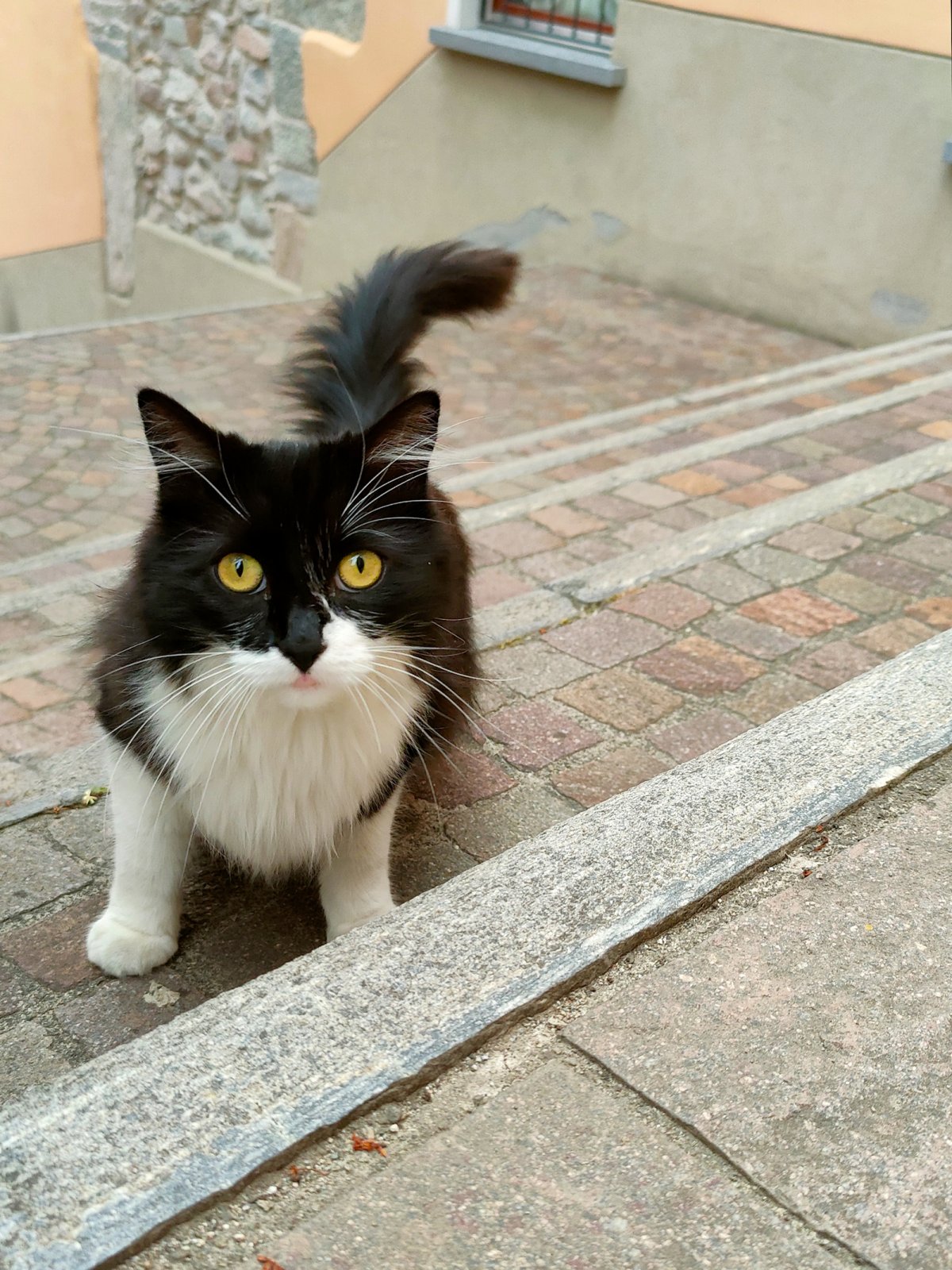 Vico Morcote Cat