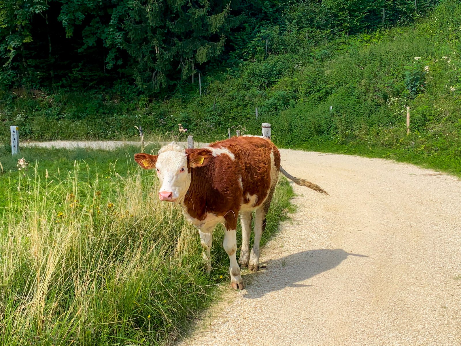 A cow in the Jura Countryside, Jura Switzerland