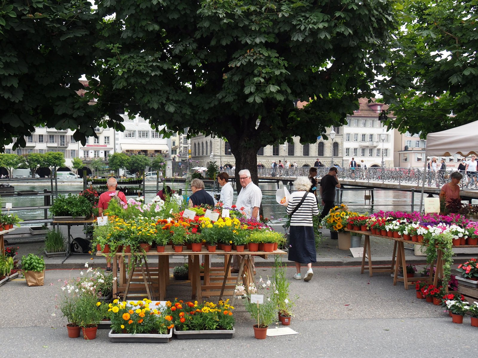 Flowers at the Lucerne Farmers Market on a Summer Saturday - Lucerne Weekend Trip