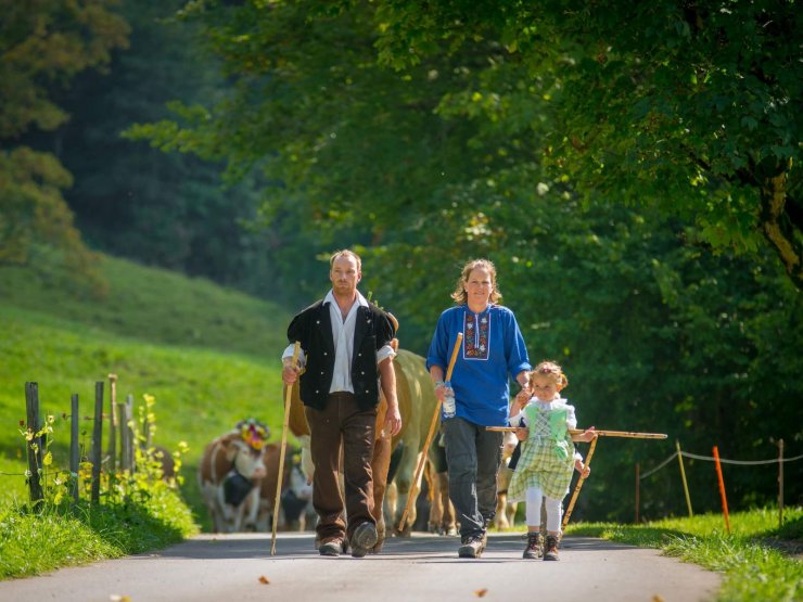 Alpine Cow Parades and Alp Processions in Switzerland: Complete 2025 ...