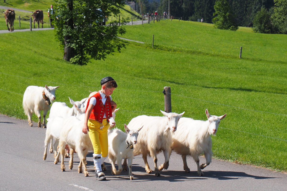 How Alpine Cow Parades in Appenzell Really Work (Alpabfahrt) - Newly ...