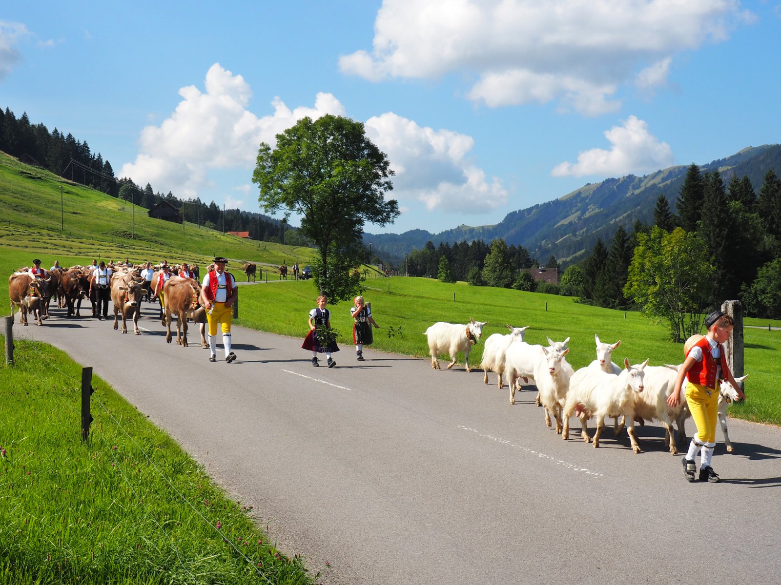 2021 guide to alpine cow parades in Switzerland - Appenzell