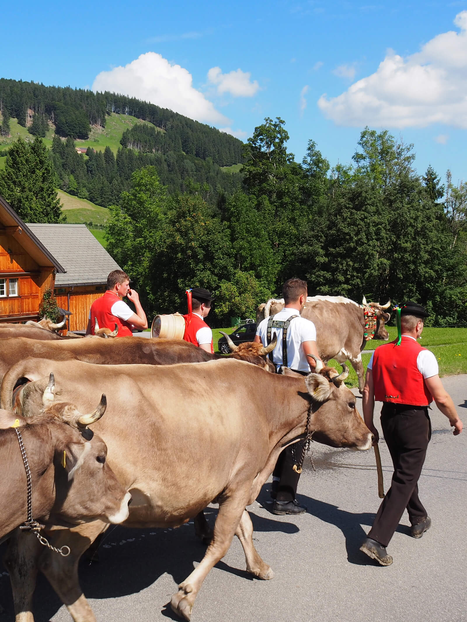 How Alpine Cow Parades in Appenzell Really Work (Alpabfahrt) - Newly ...