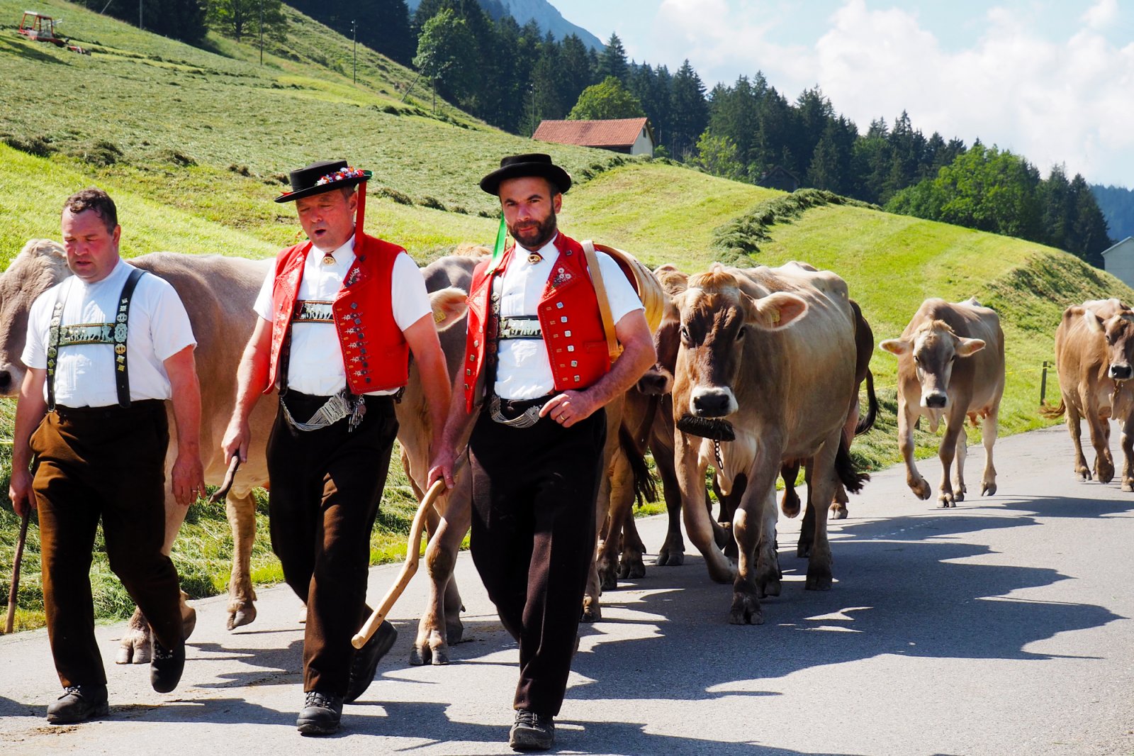 Appenzell Alpine Descent Alpabfahrt