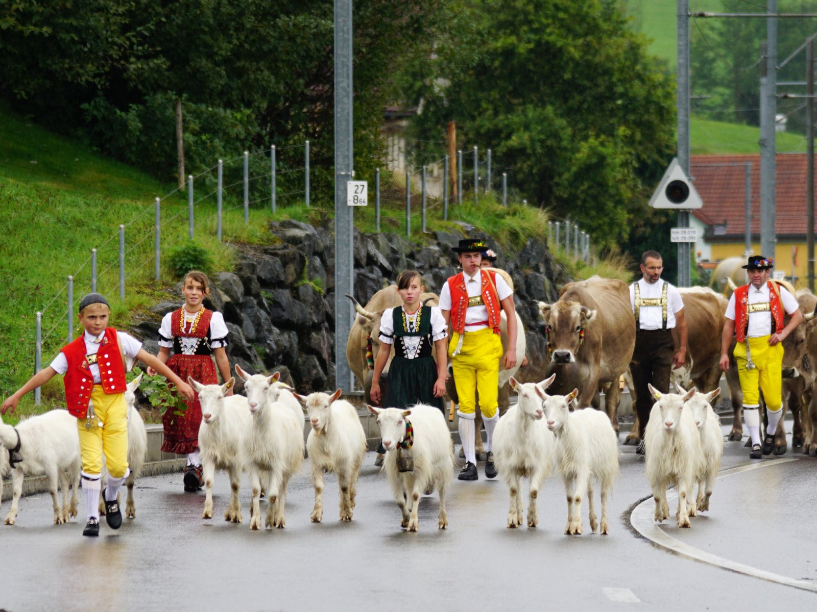 Cow Parades in Appenzell - Alpine Descent Alpabfahrt