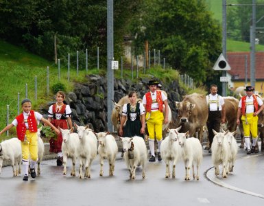 Cow Parades in Appenzell - Alpine Descent Alpabfahrt