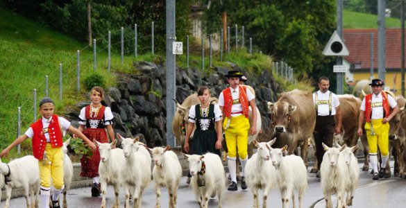 Cow Parades in Appenzell - Alpine Descent Alpabfahrt